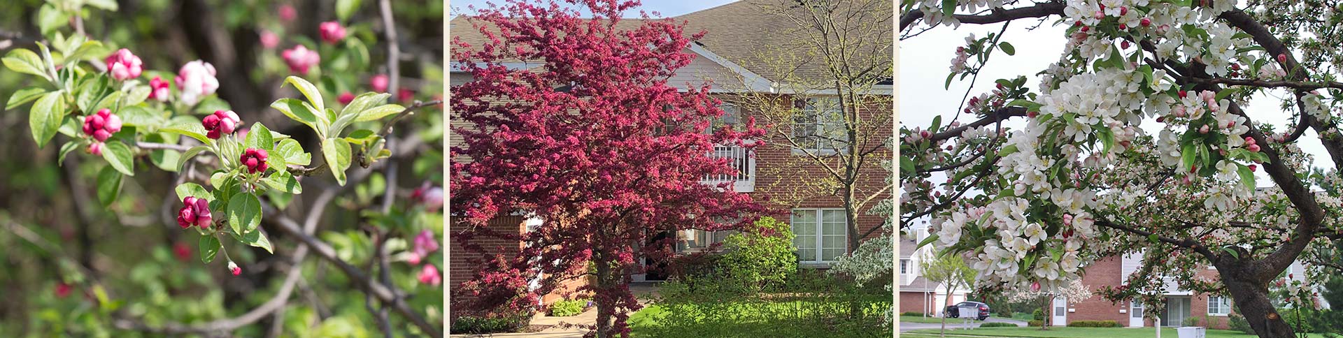 Overlooklakes Condos